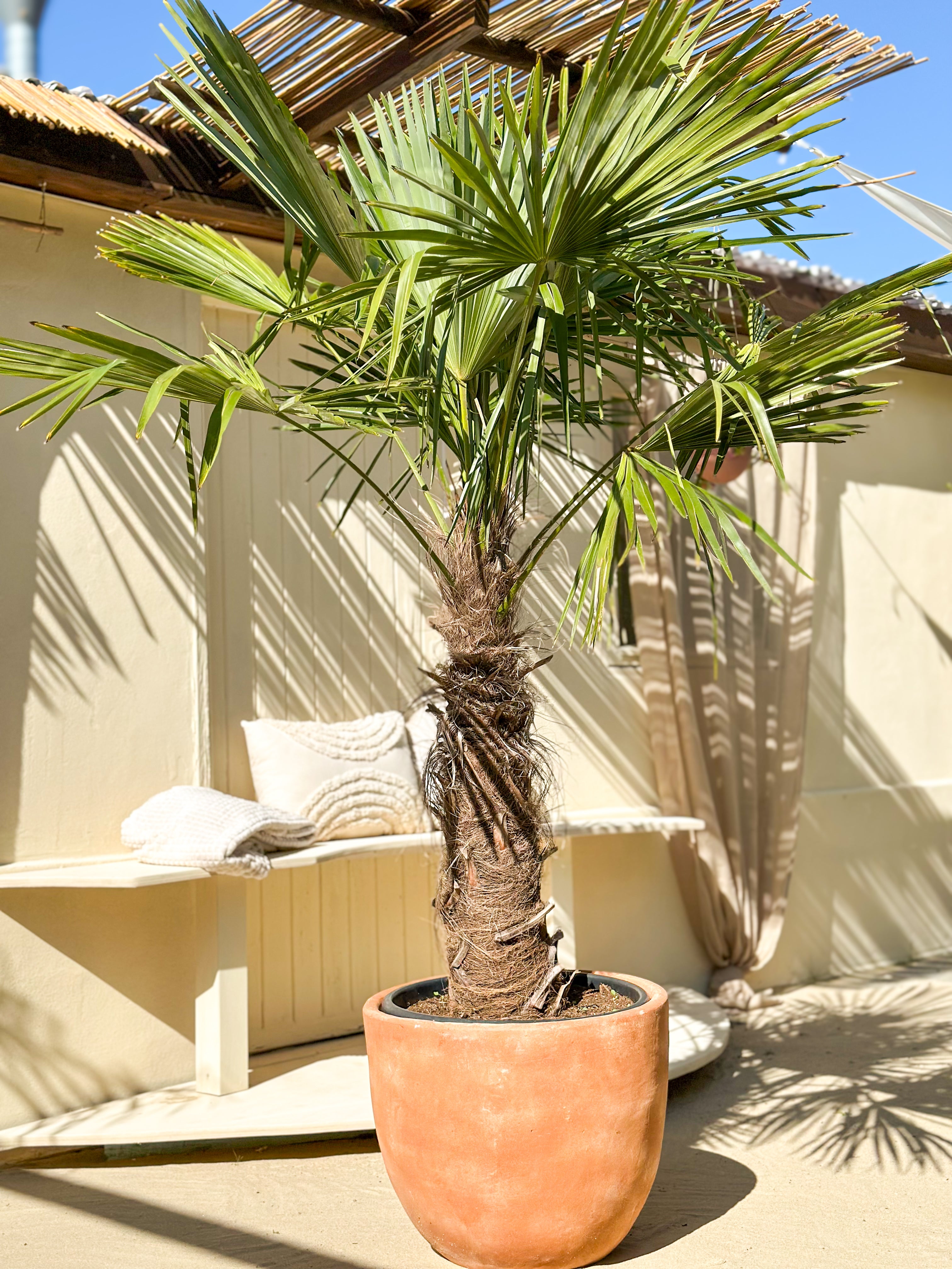 Trachycarpus Fortunei