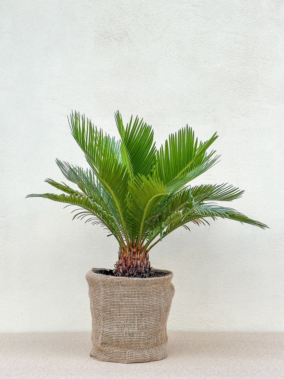 Cycas Revoluta (Koglepalme)