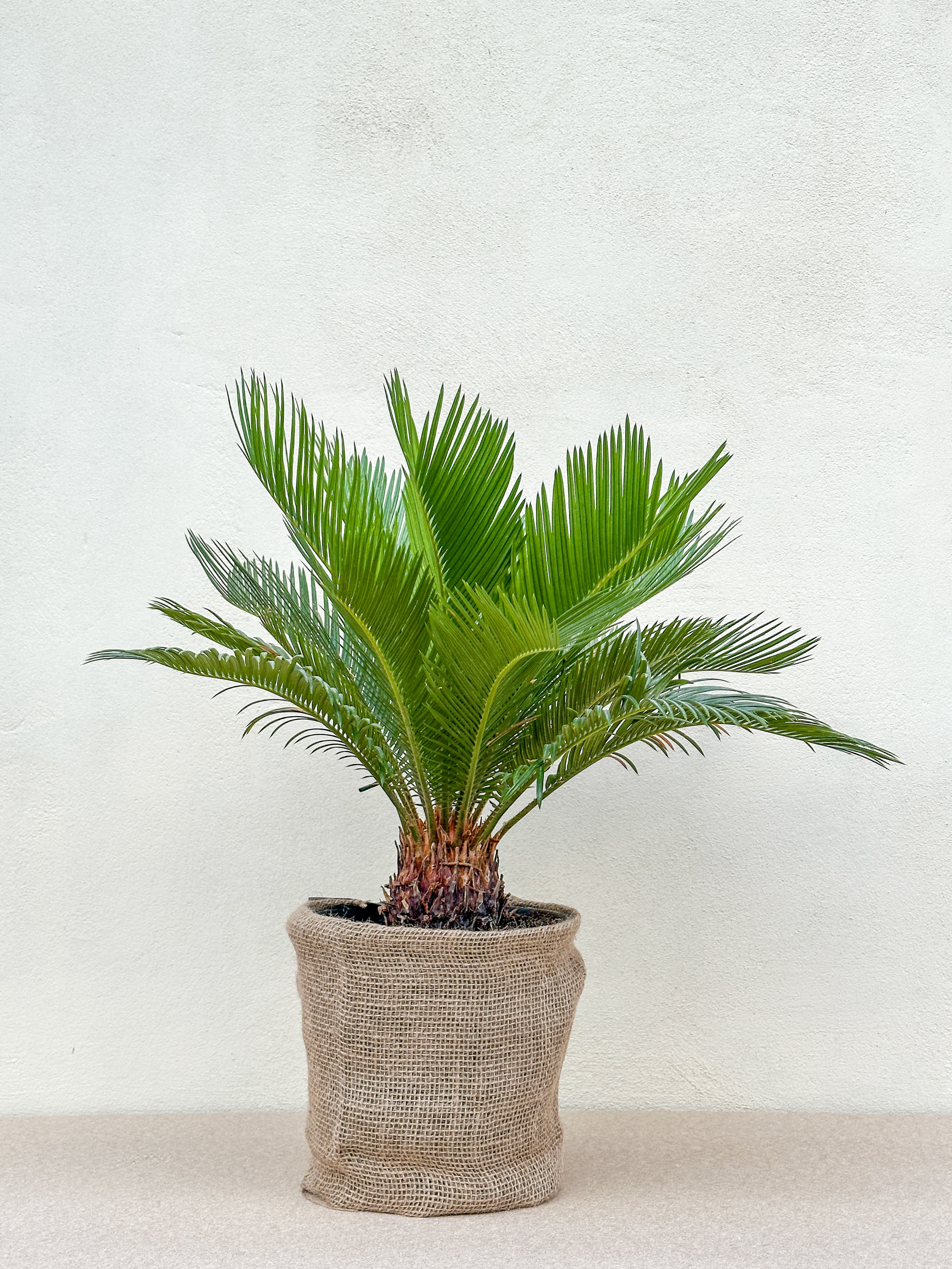 Cycas Revoluta (Koglepalme)
