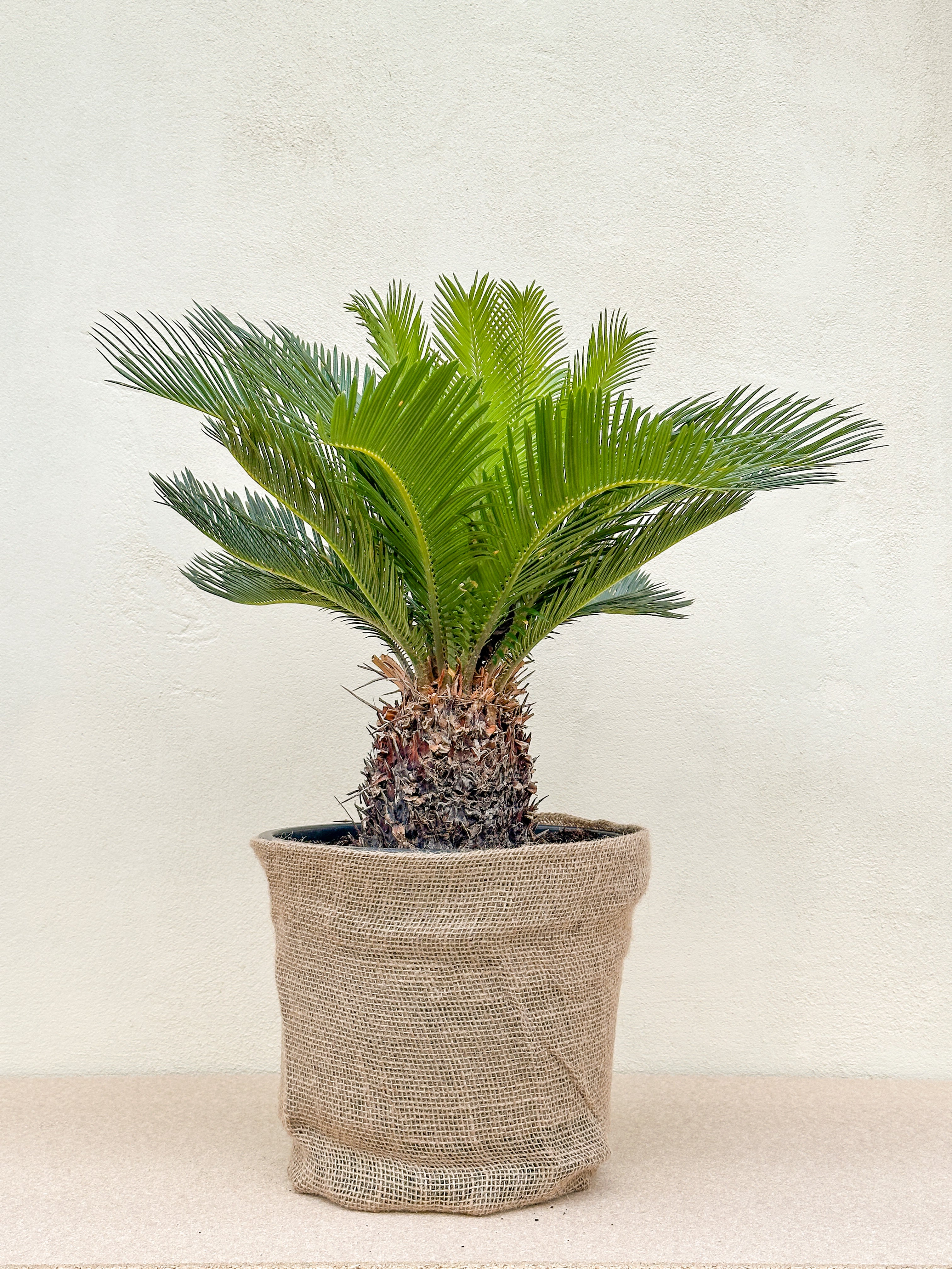 Cycas Revoluta (Koglepalme)