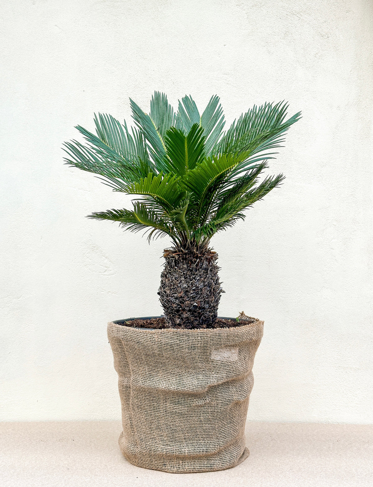 Cycas Revoluta (Koglepalme)