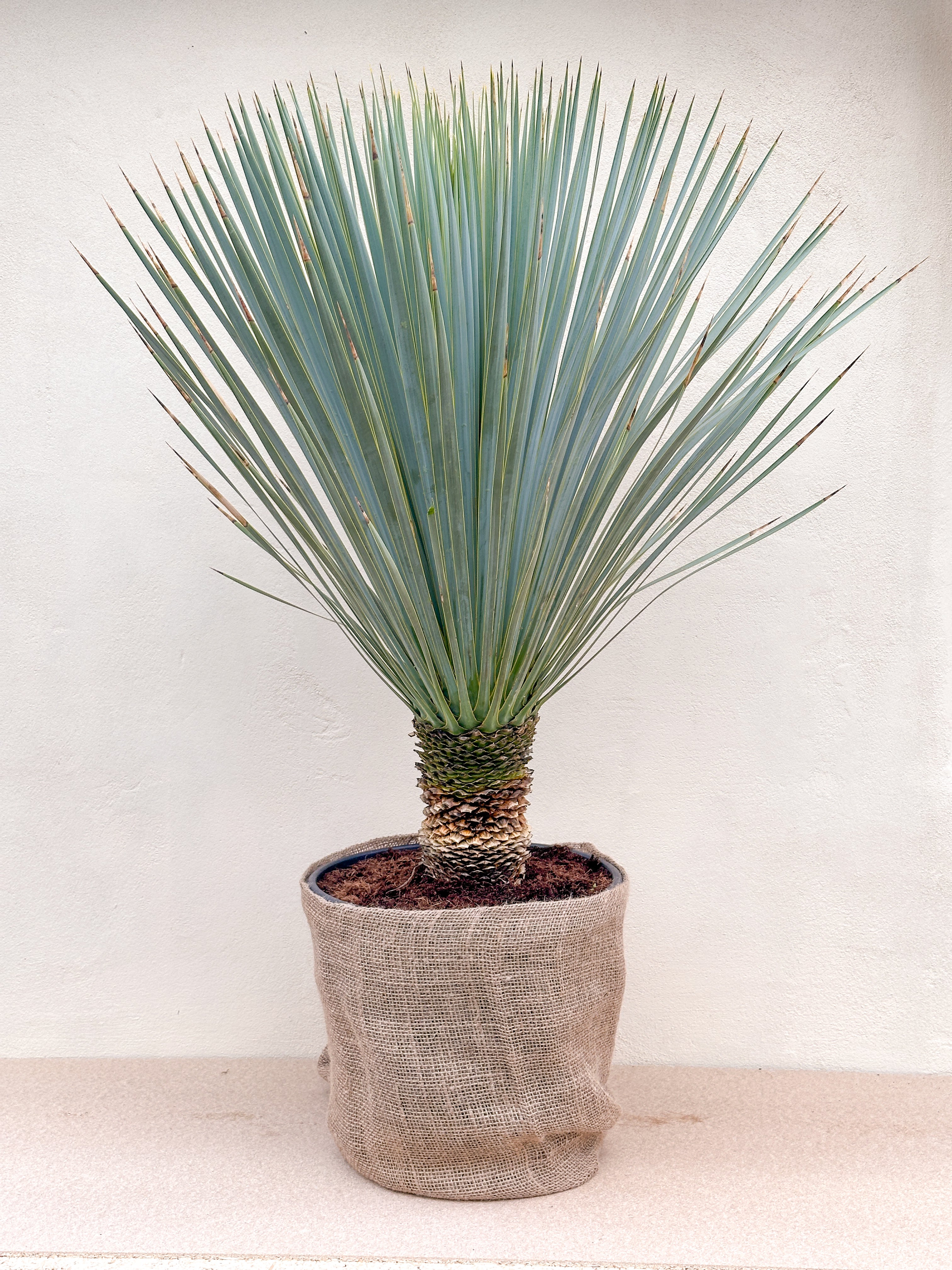 Yucca Rostrata (Mexicansk Palmelilje)