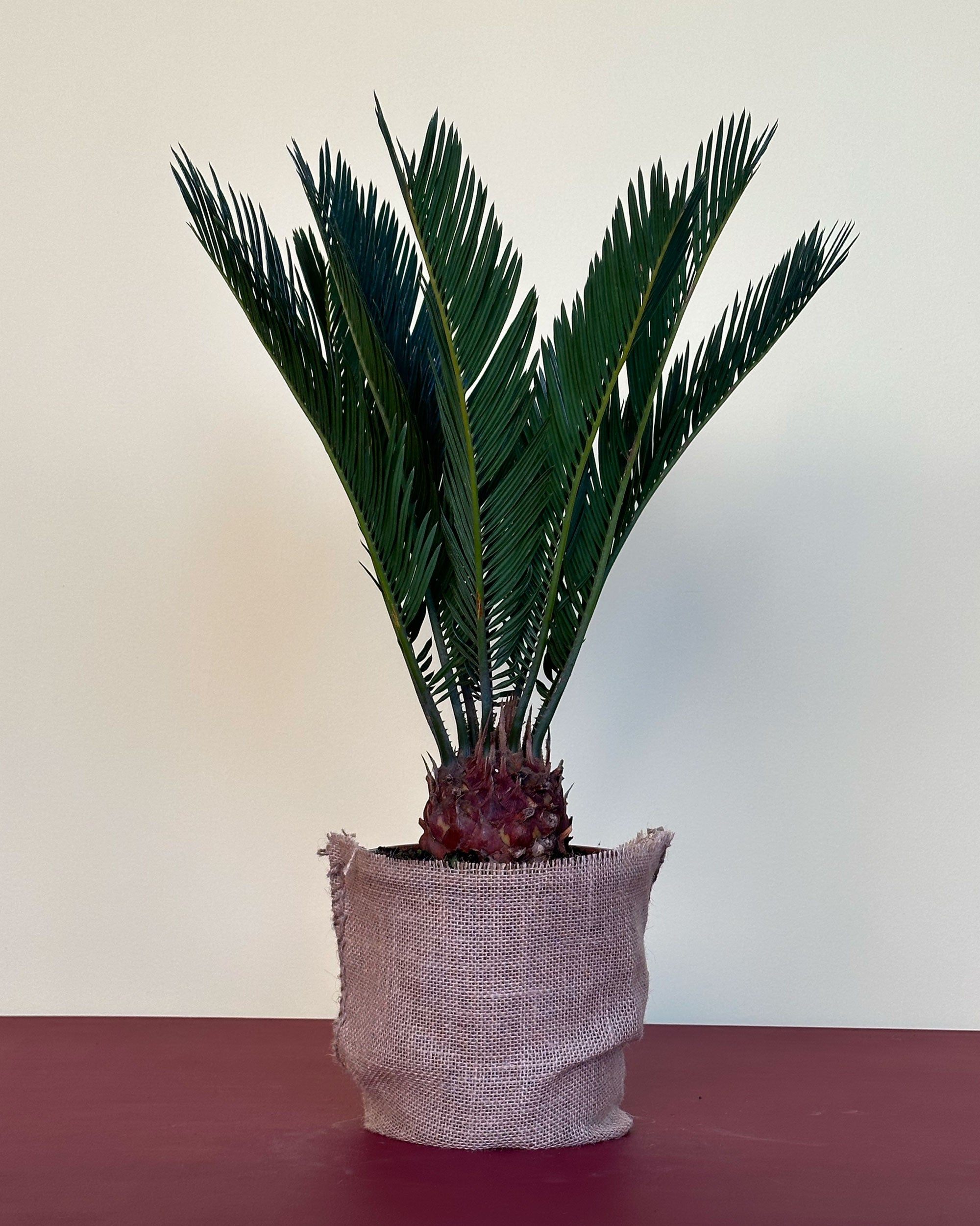 Cycas Revoluta (Koglepalme)