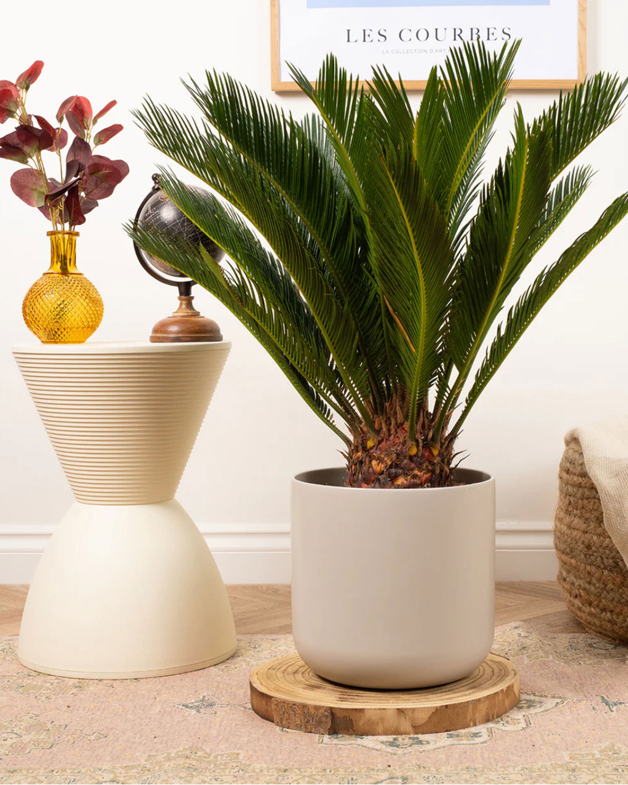 Cycas Revoluta (Koglepalme)