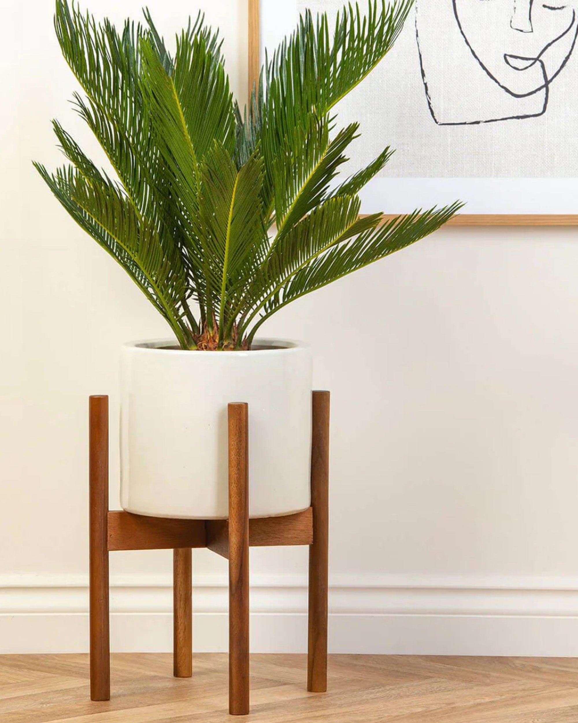 Cycas Revoluta (Koglepalme)