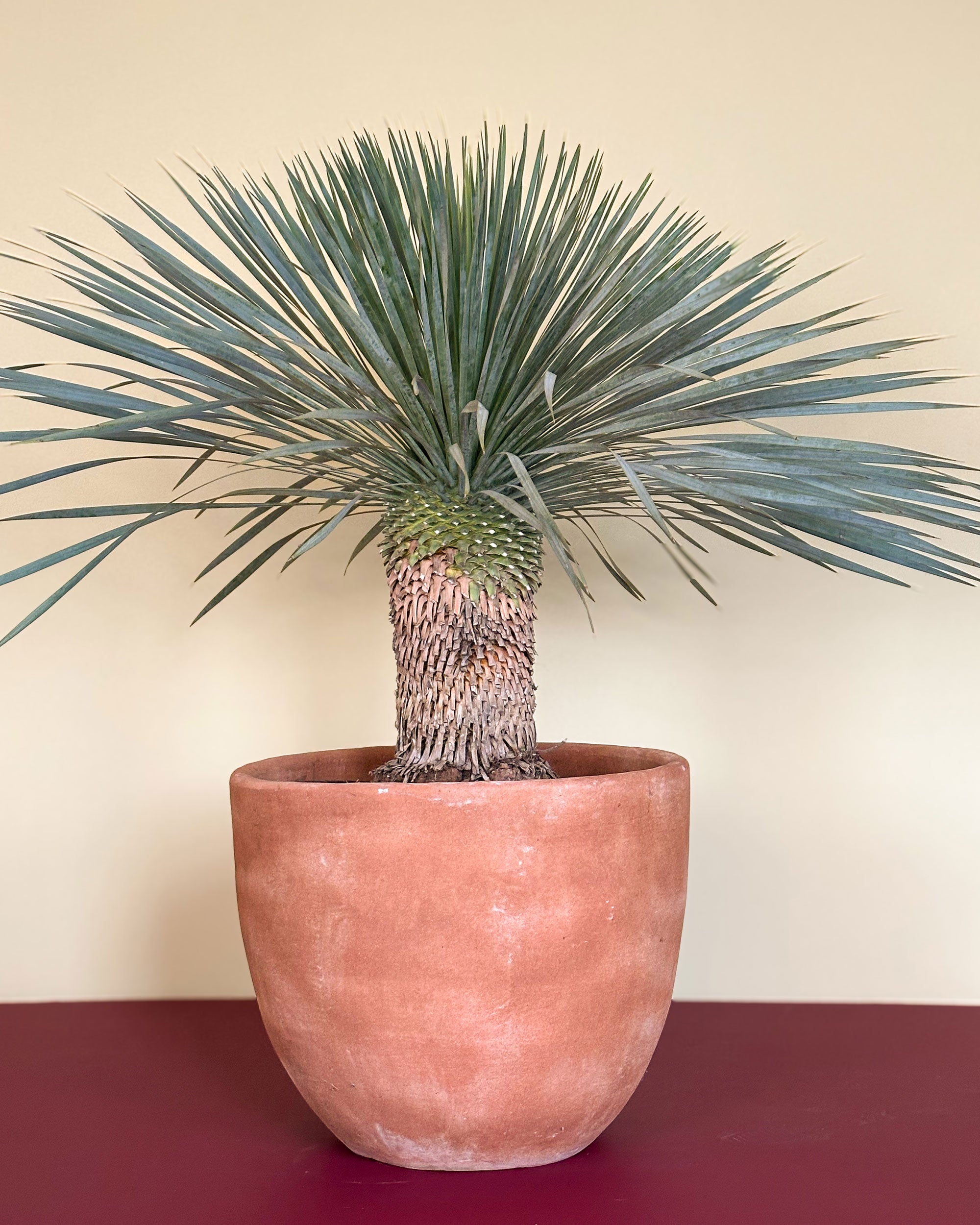 Yucca Rostrata (Mexicansk Palmelilje)
