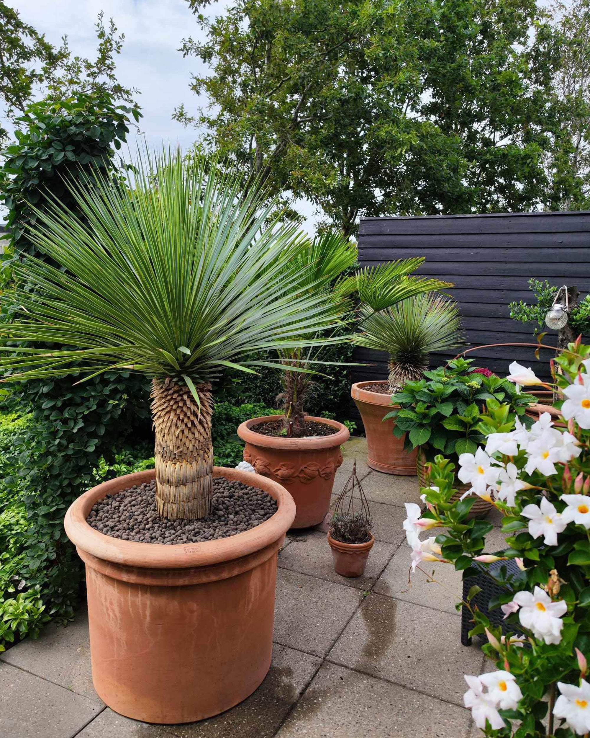 Yucca Rostrata (Mexicansk Palmelilje)