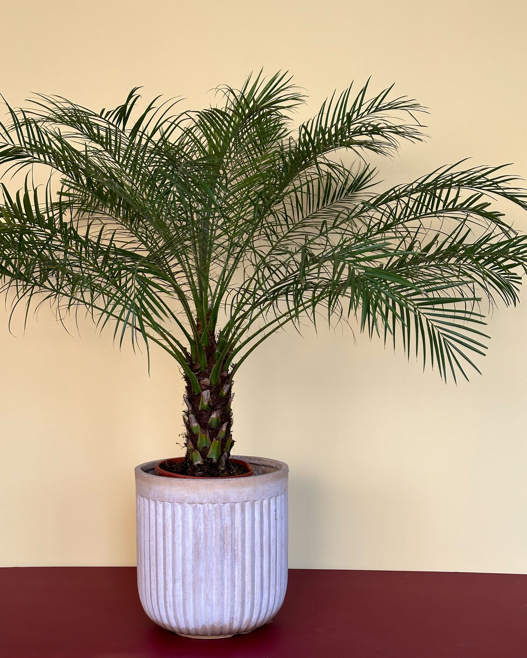 Phoenix Roebelenii (Daddelpalme)