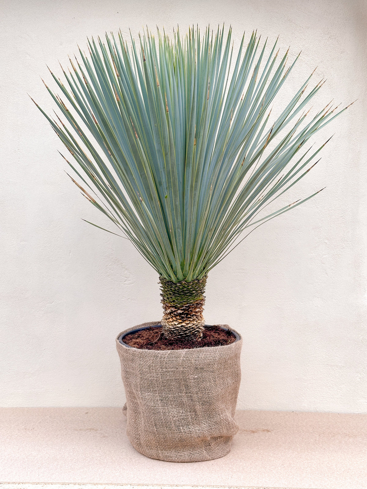 Mexicansk palmelilje (Yucca rostrata) med blågrønne blade