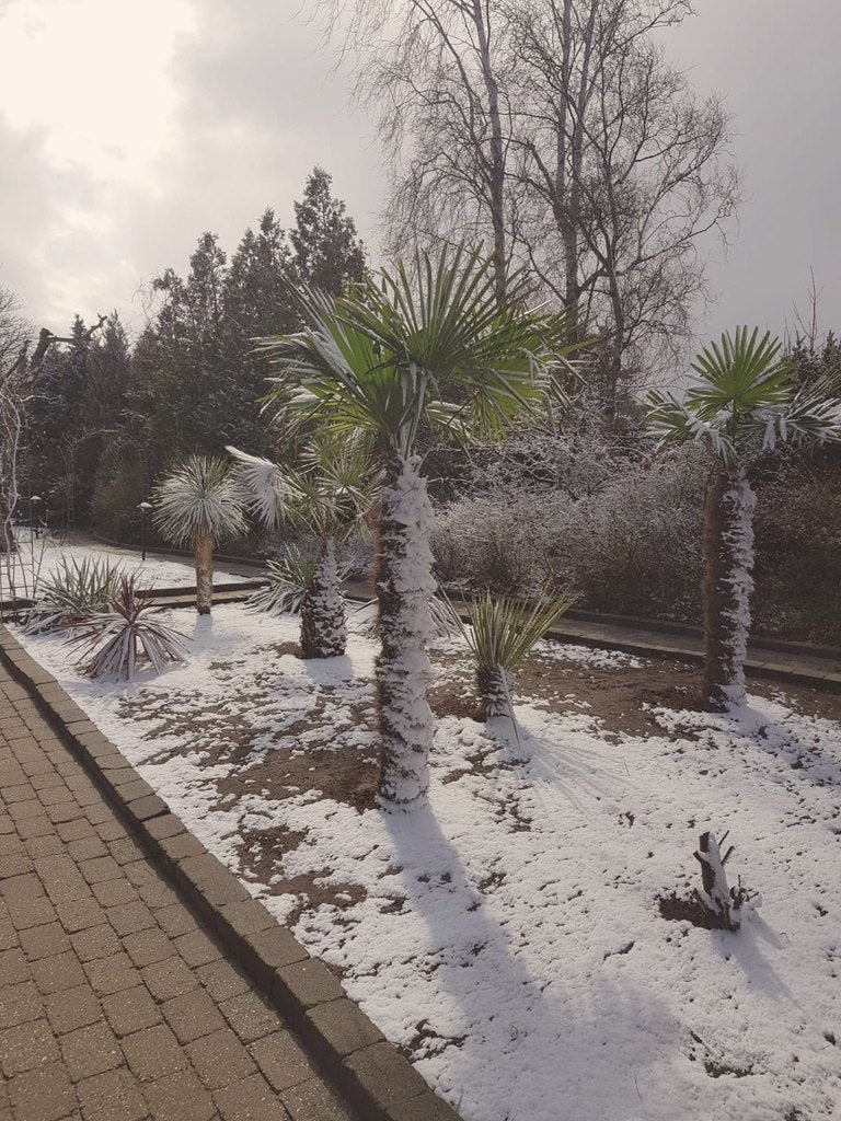 Hørpalmer og yucca dækket af sne i en dansk have