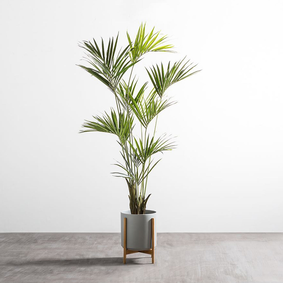 Butia Capitata test