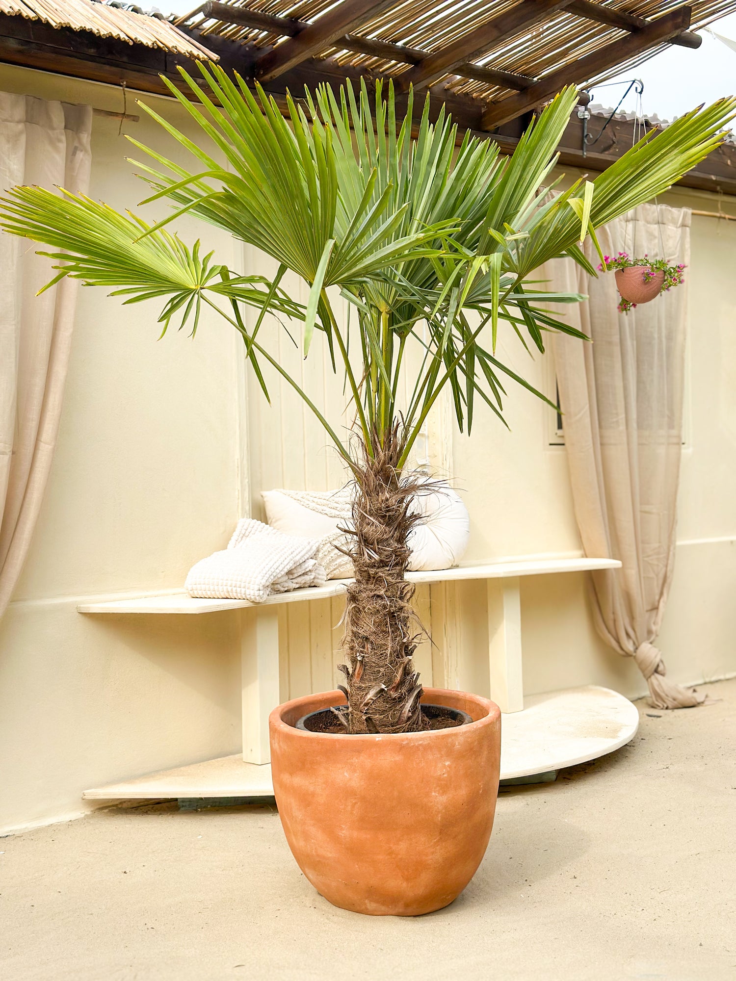 Trachycarpus Fortunei