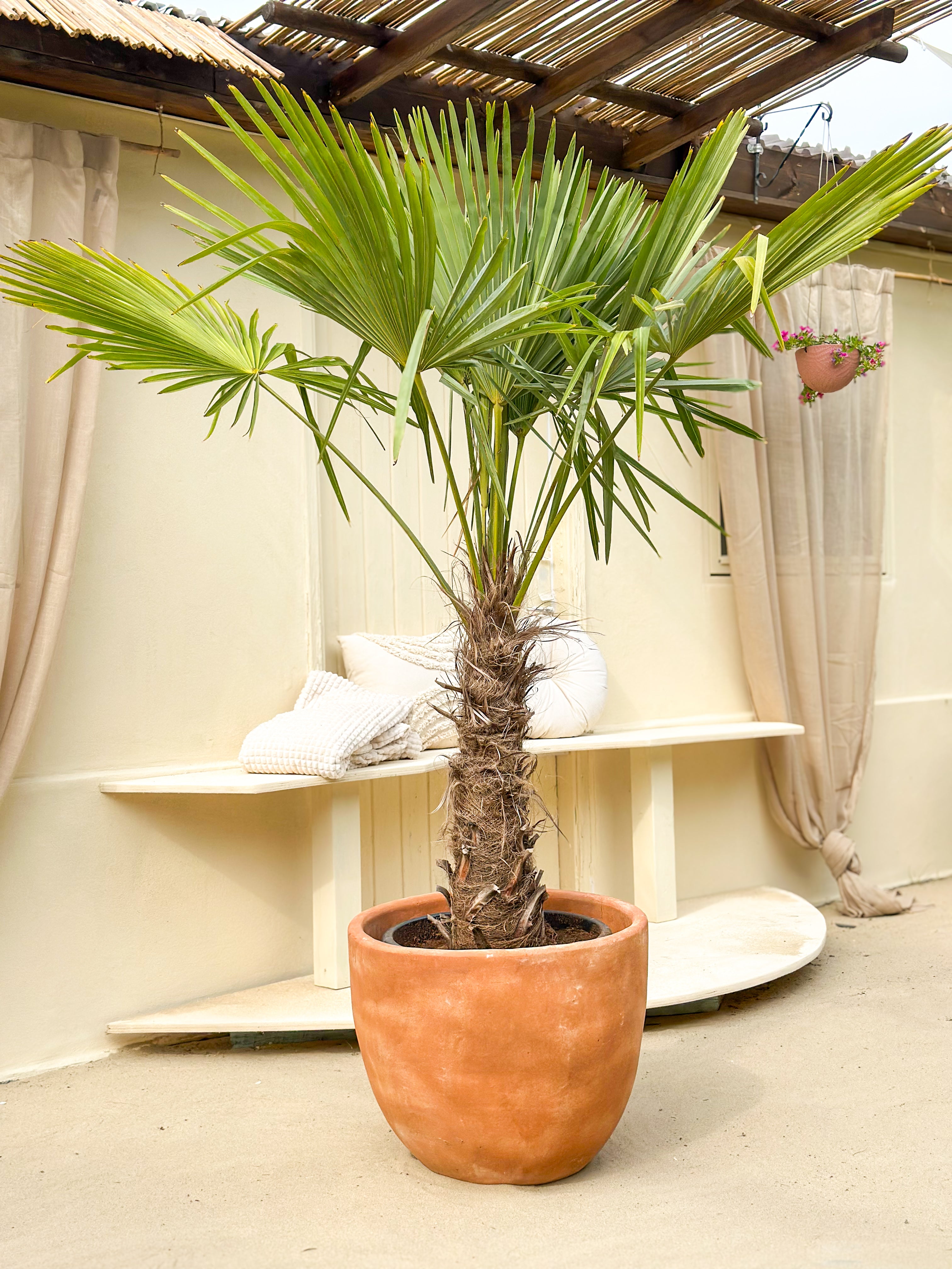 Trachycarpus Fortunei