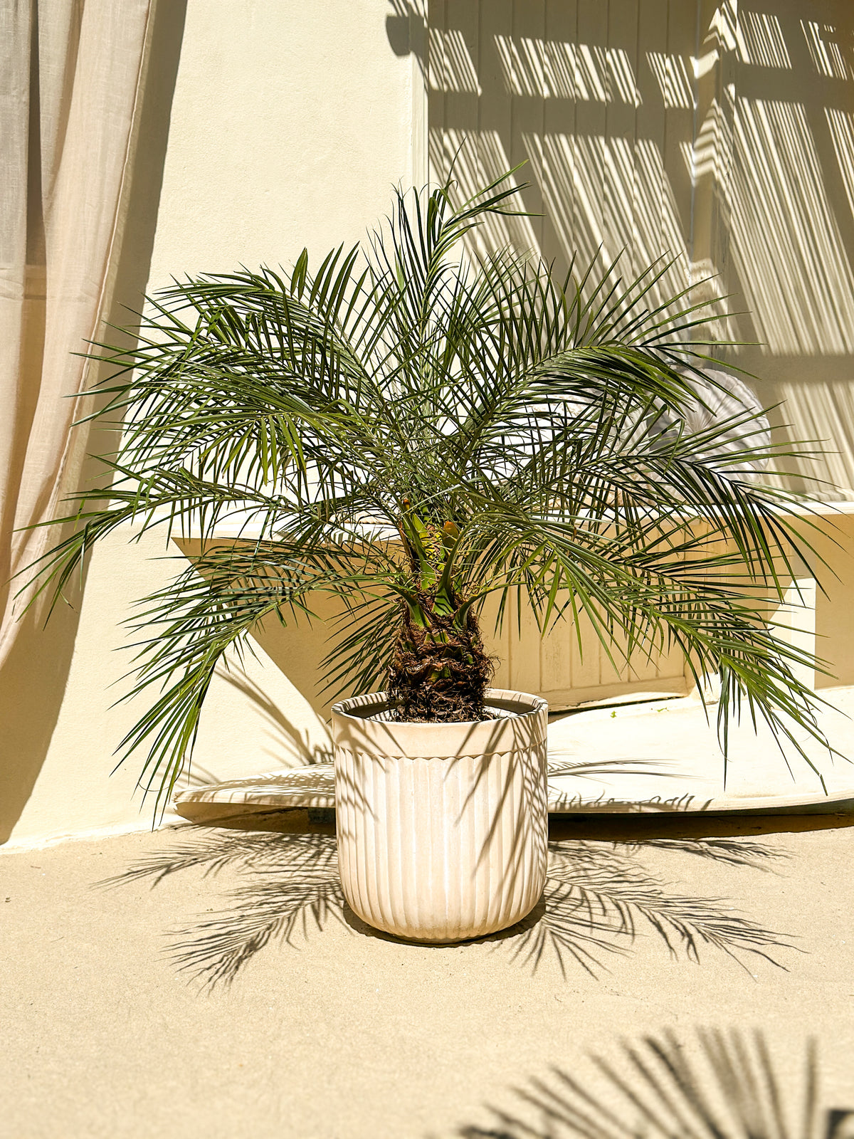 Daddelpalme (Phoenix roebelenii) i lys krukke