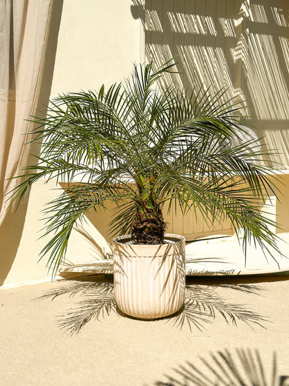 Phoenix Roebelenii (Daddelpalme)