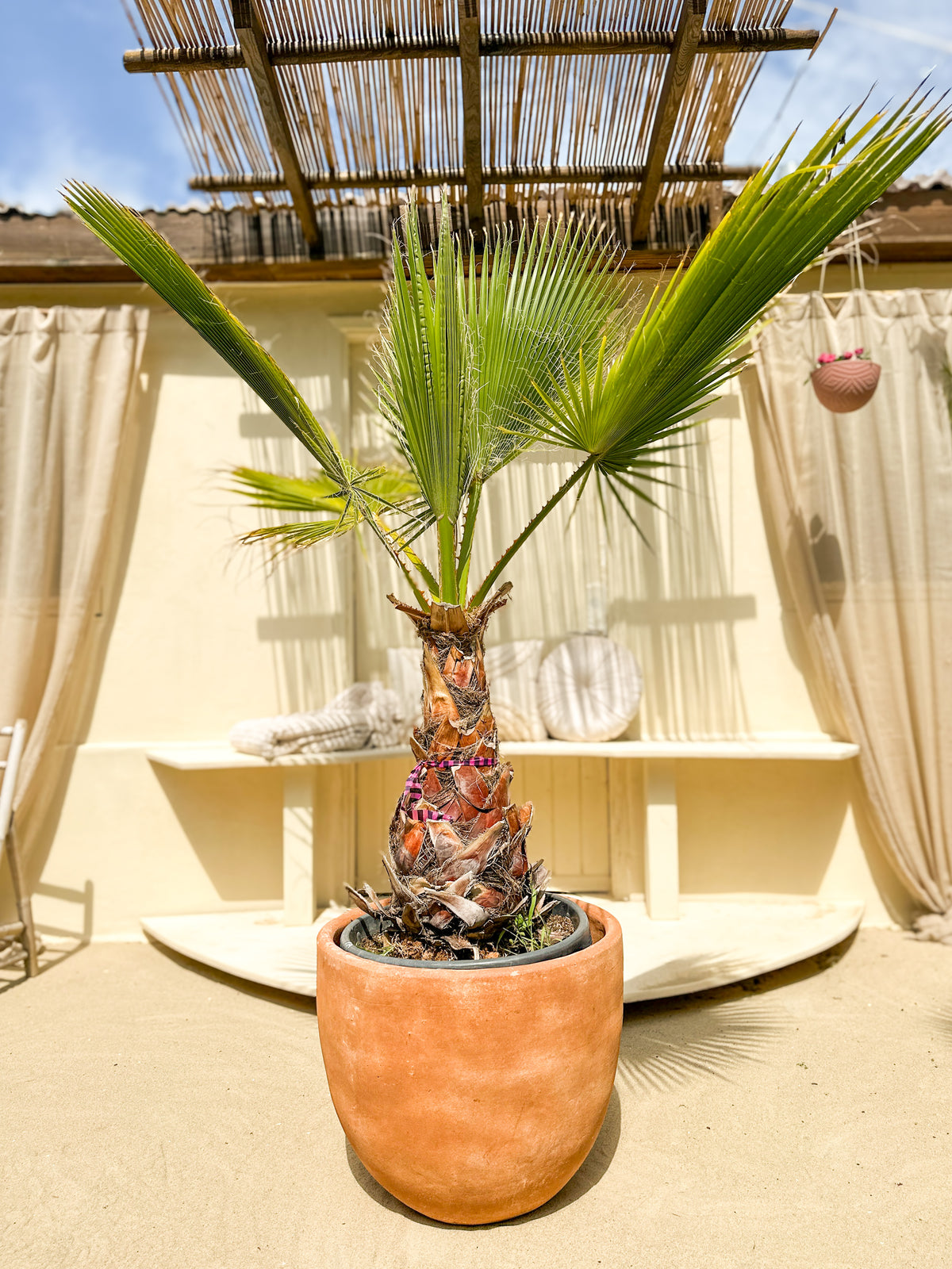 Viftepalme (Washingtonia robusta) i terrakottakrukke