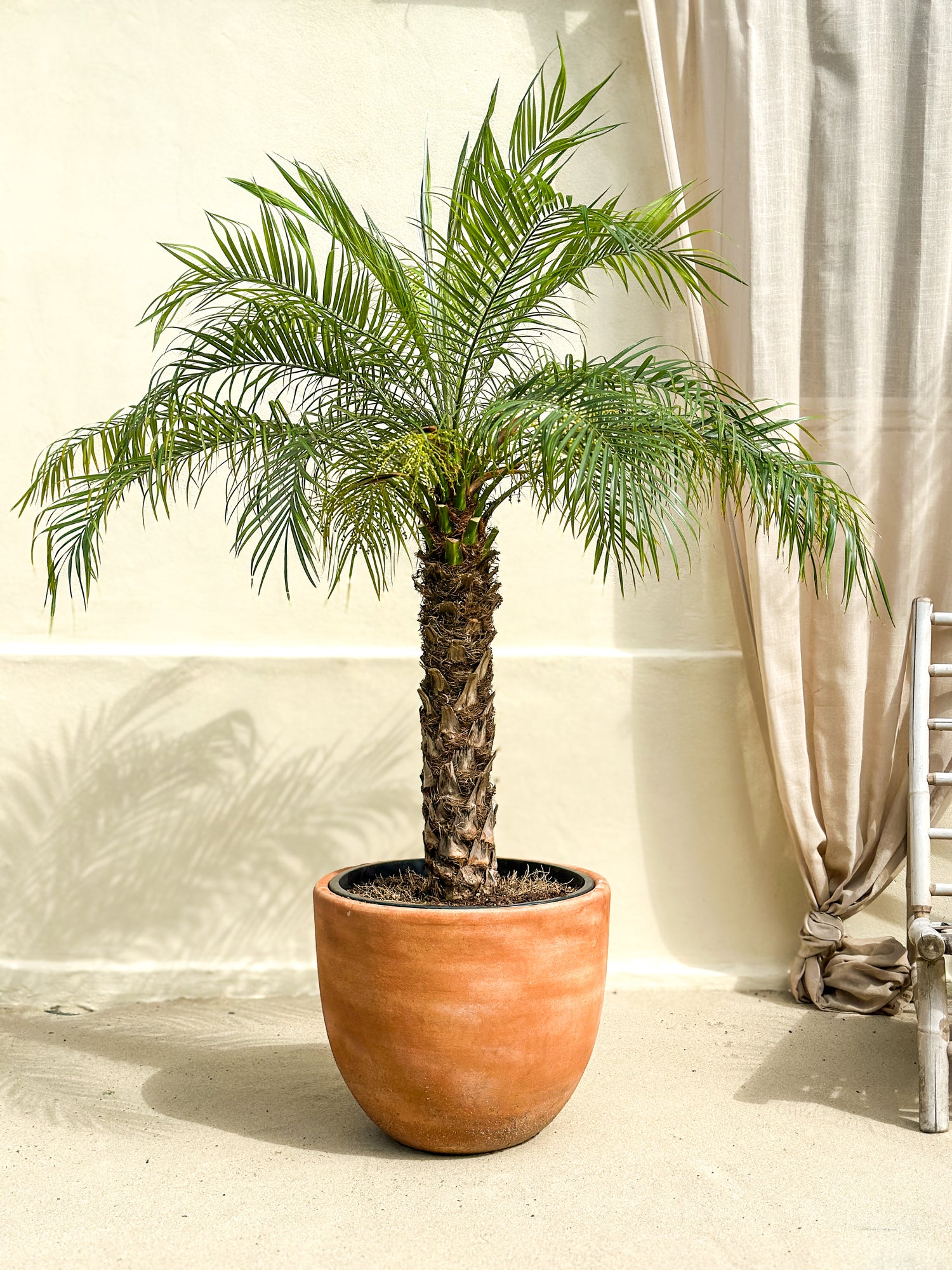 Phoenix Roebelenii (Daddelpalme)