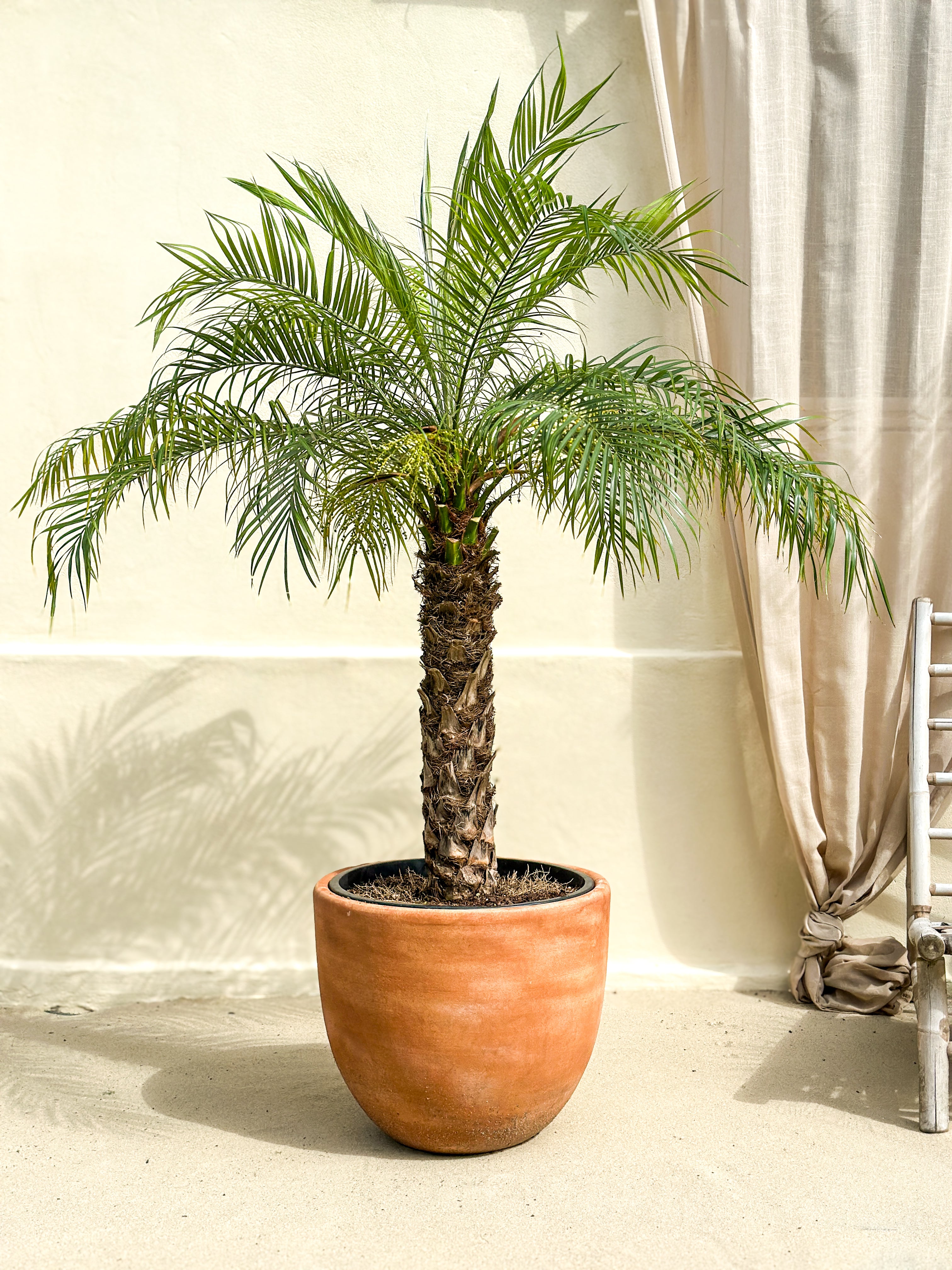 Phoenix Roebelenii (Daddelpalme)