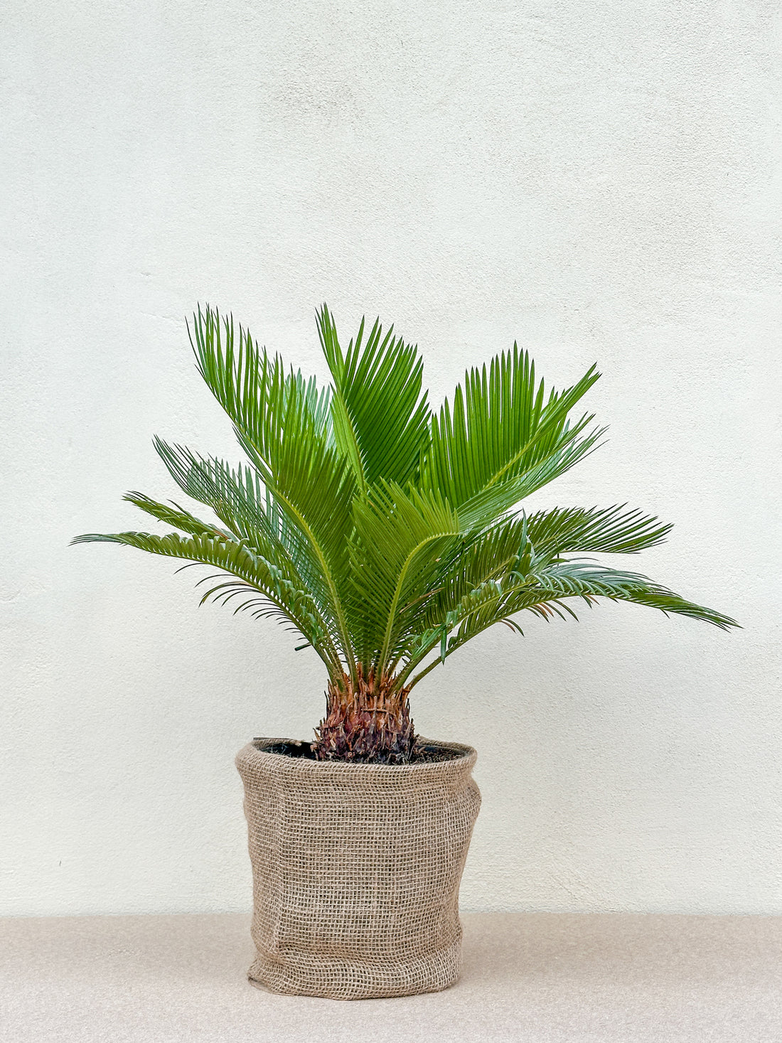 Cycas Revoluta (Koglepalme)