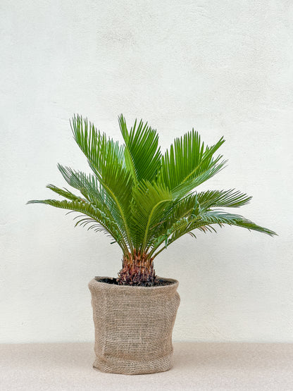 Cycas Revoluta (Koglepalme)