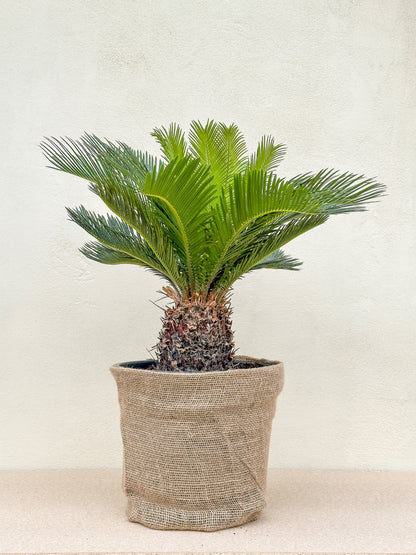Cycas Revoluta (Koglepalme)