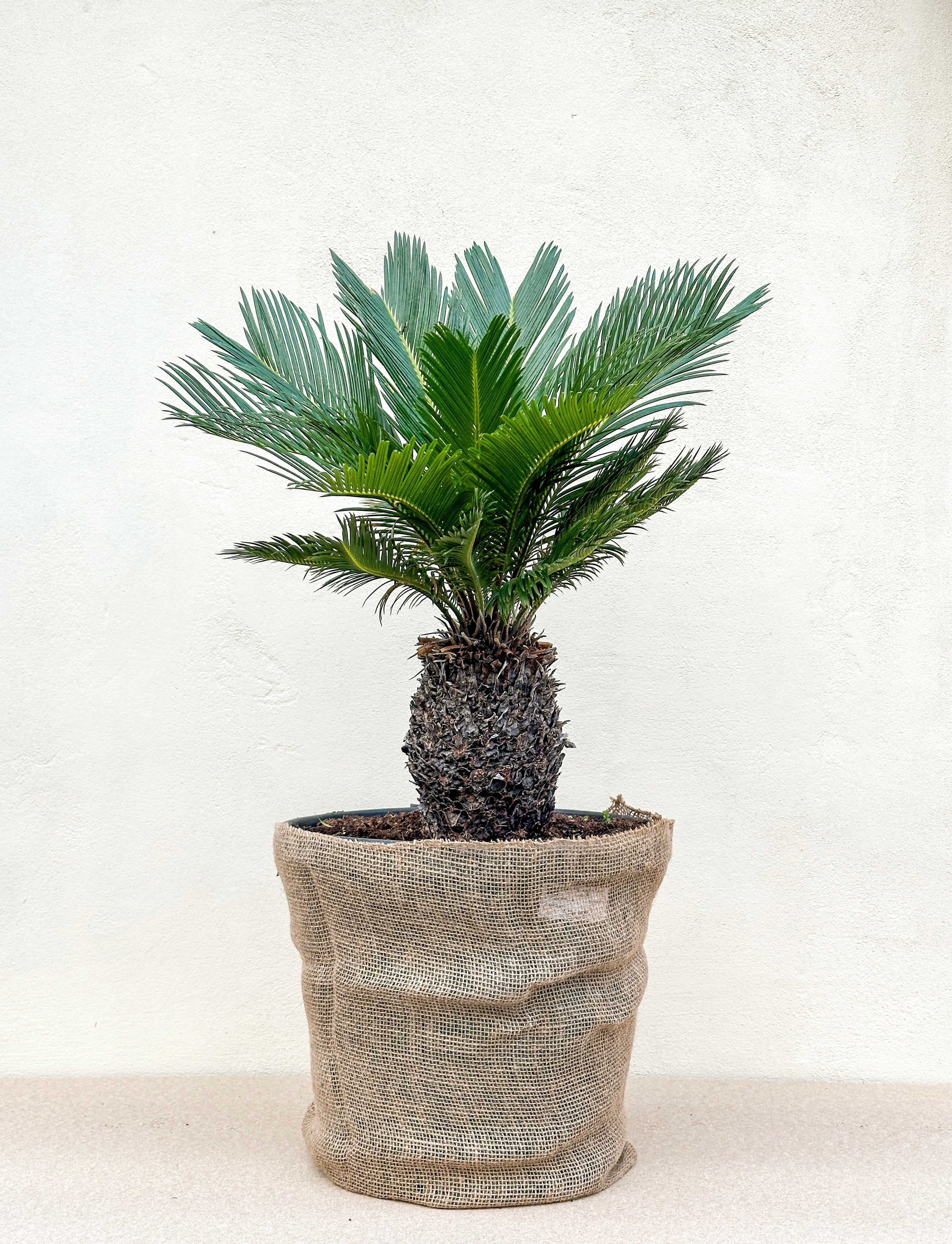 Cycas Revoluta (Koglepalme)