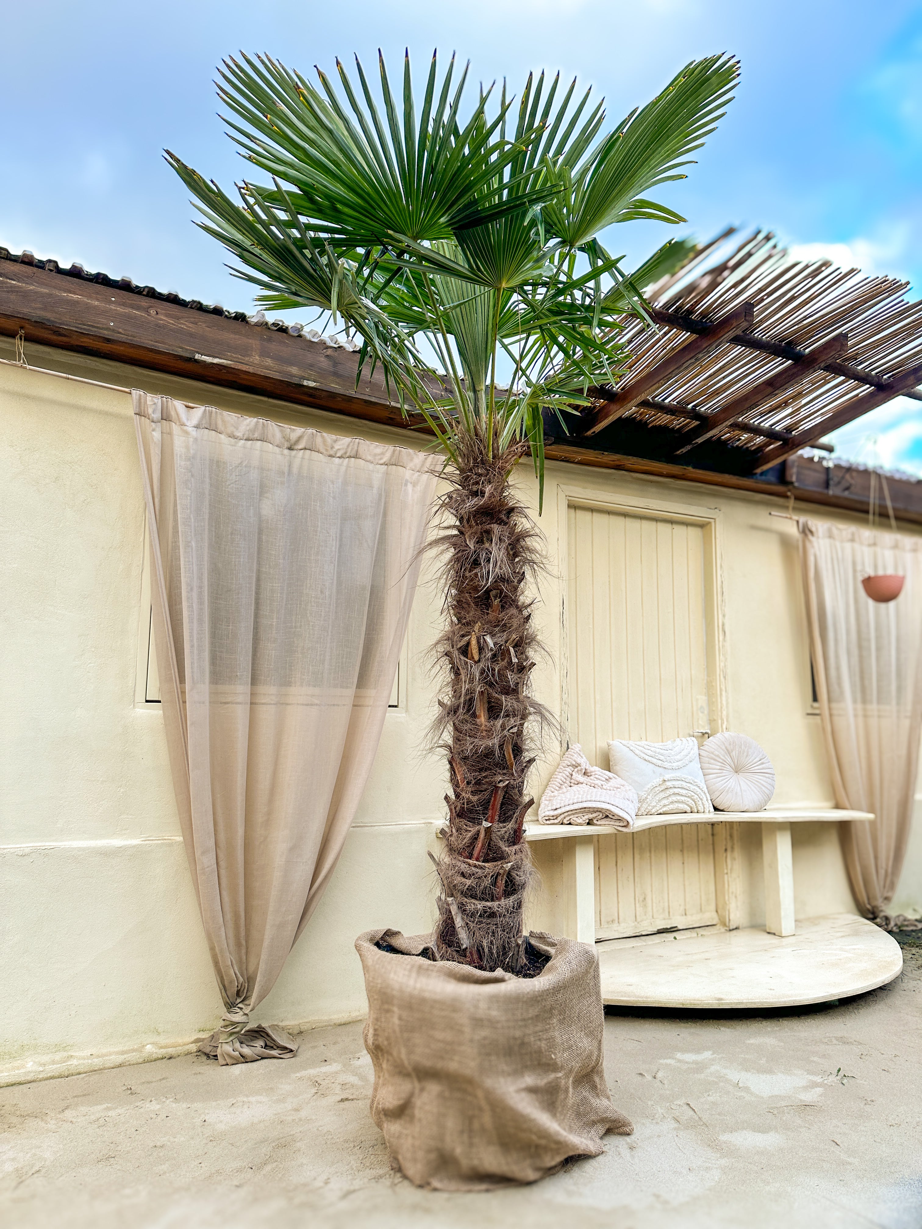 Hørpalme (Trachycarpus Fortunei)