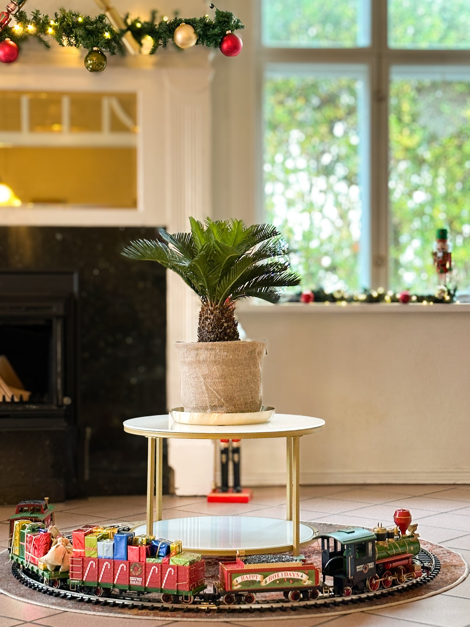 Cycas Revoluta (Koglepalme)