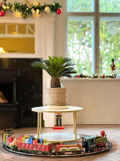 Cycas Revoluta (Koglepalme)