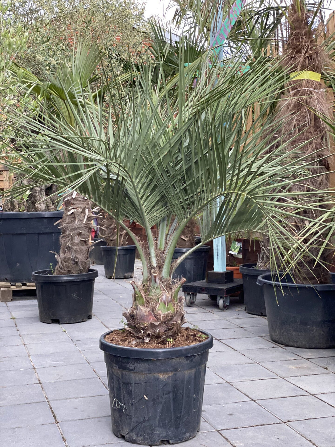 Butia Capitata (Vinpalme)