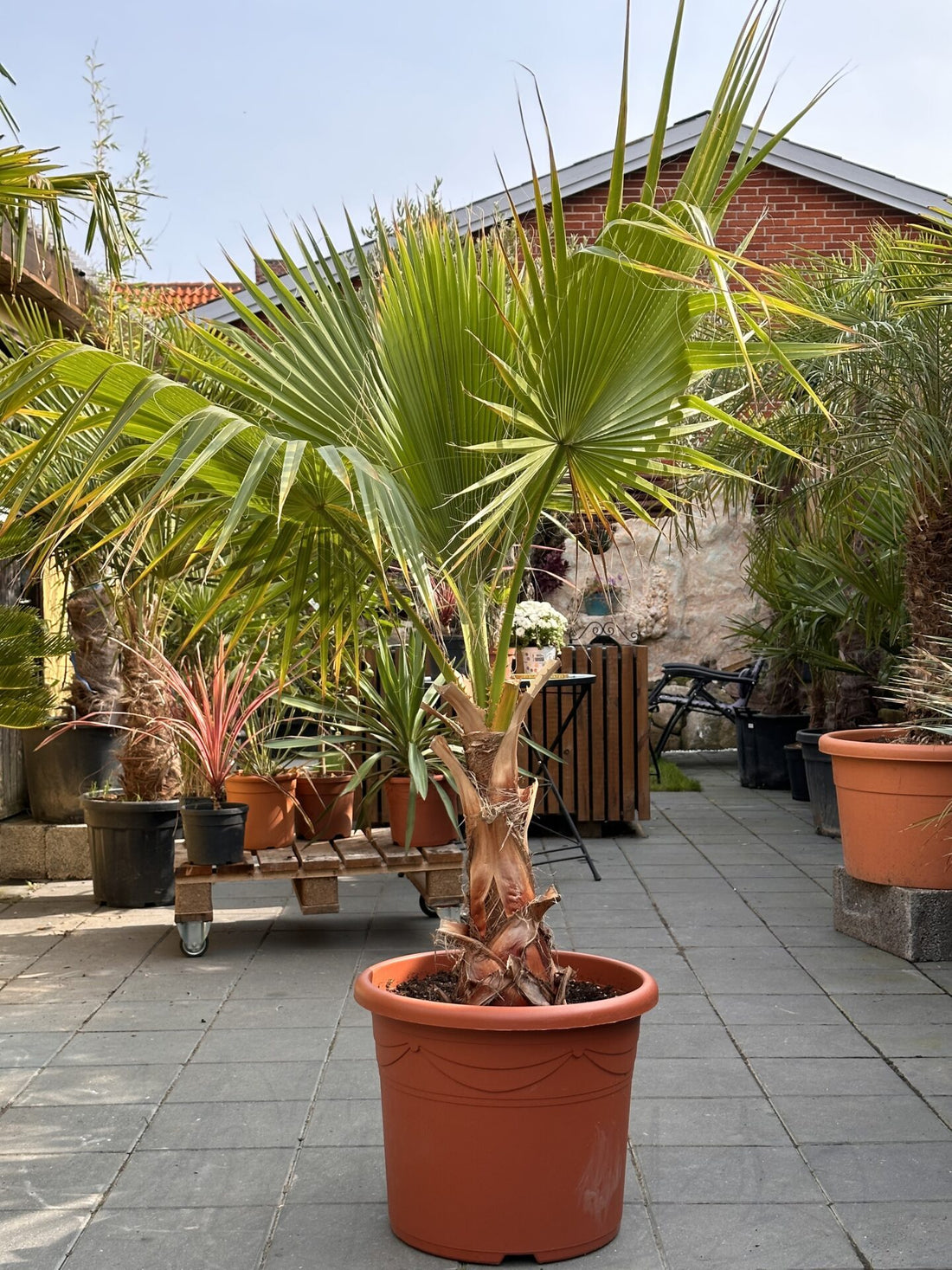 Washingtonia Robusta