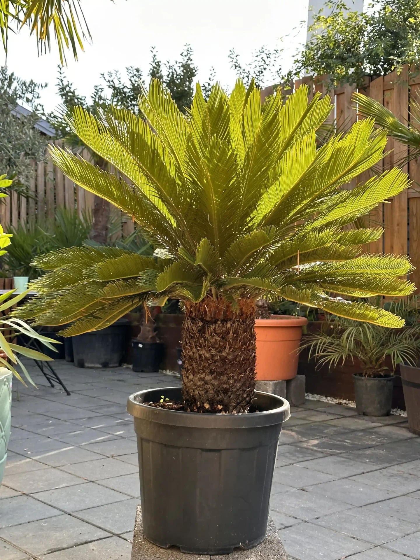 Cycas Revoluta (Koglepalme)