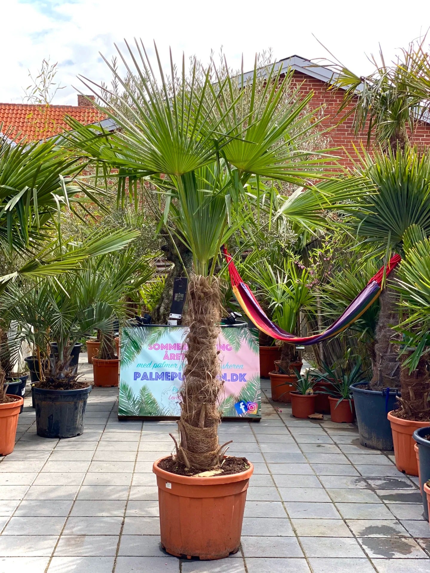 Trachycarpus Fortunei