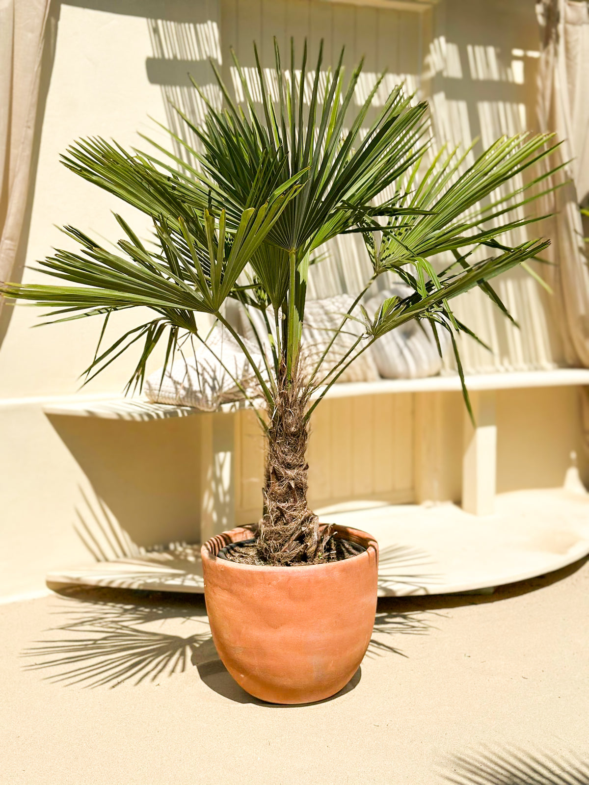 Hørpalme (Trachycarpus fortunei) – vinterhårdfør palme fra Palmekongen