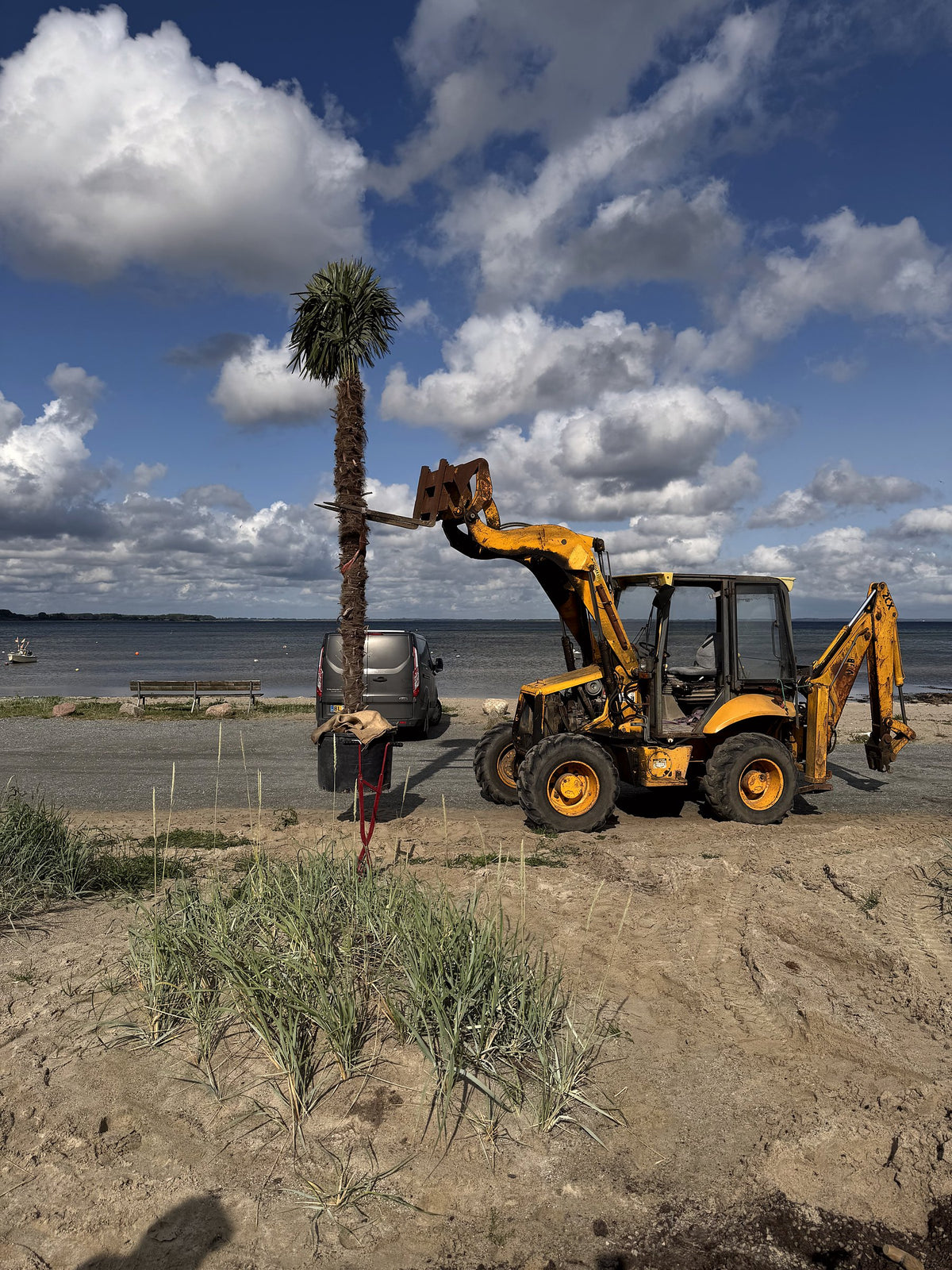 Gravko løfter en høj hørpalme på plads ved stranden