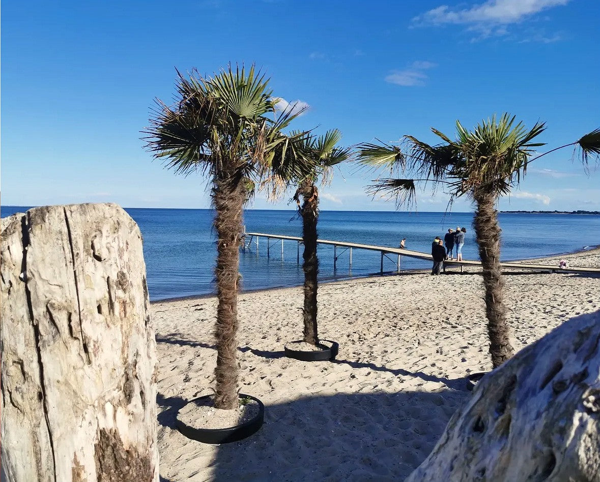 Hørpalmer på dansk sandstrand med badebro og blå himmel