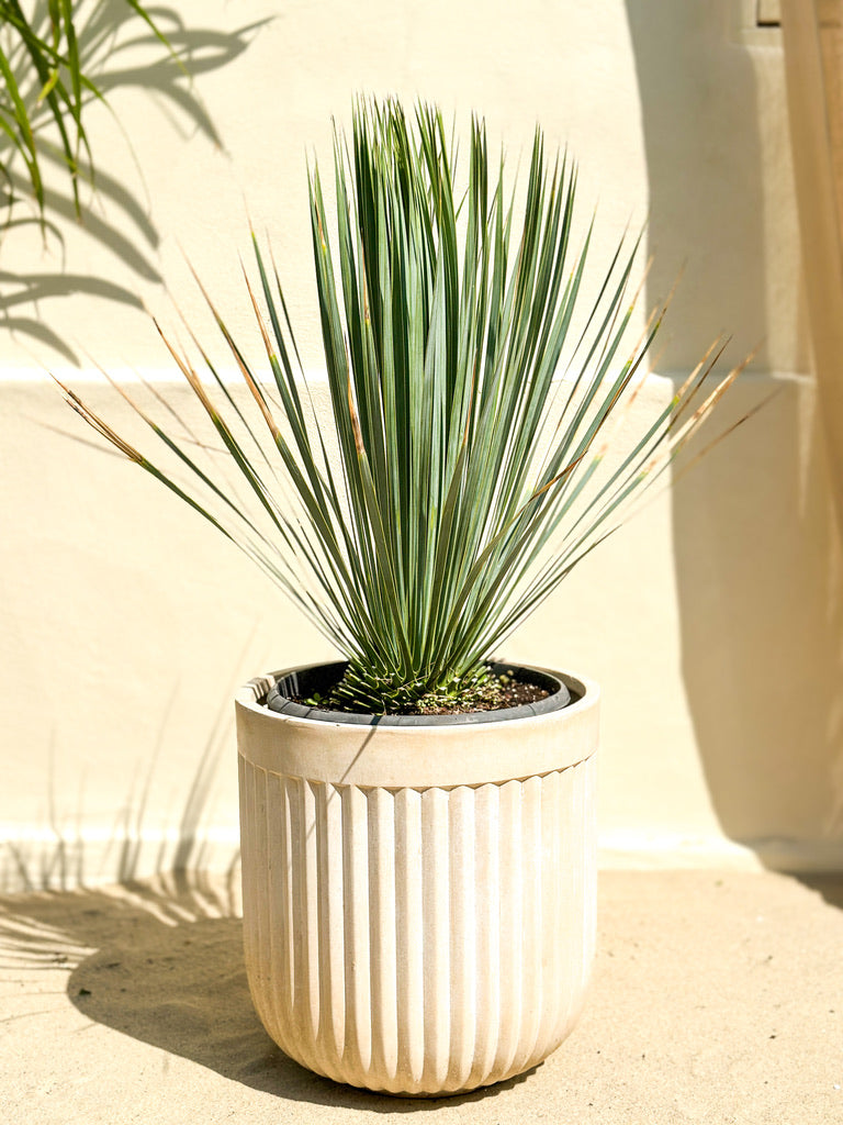 Mexicansk palmelilje (Yucca rostrata), 40–60 cm