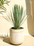 Mexicansk palmelilje (Yucca rostrata), 40–60 cm