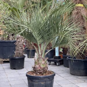 Butia Capitata Vinpalme Palmekongen