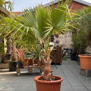 Washingtonia Robusta Palmekongen