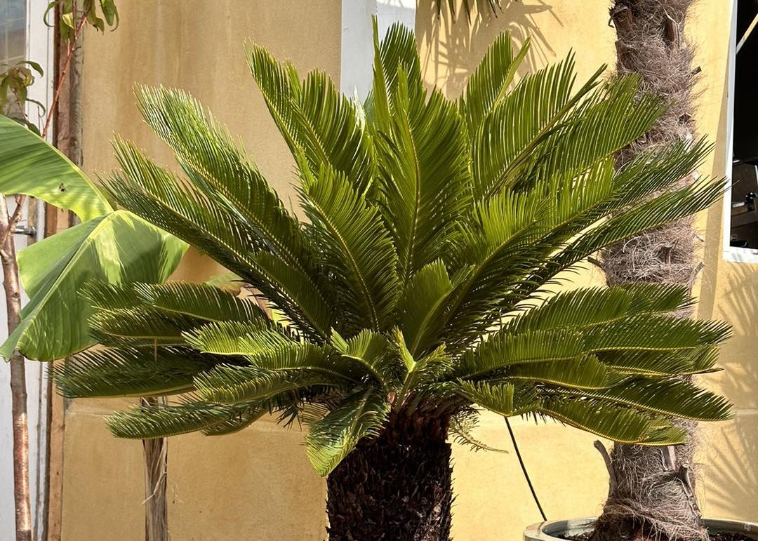 cycas revoluta palme palmekongen